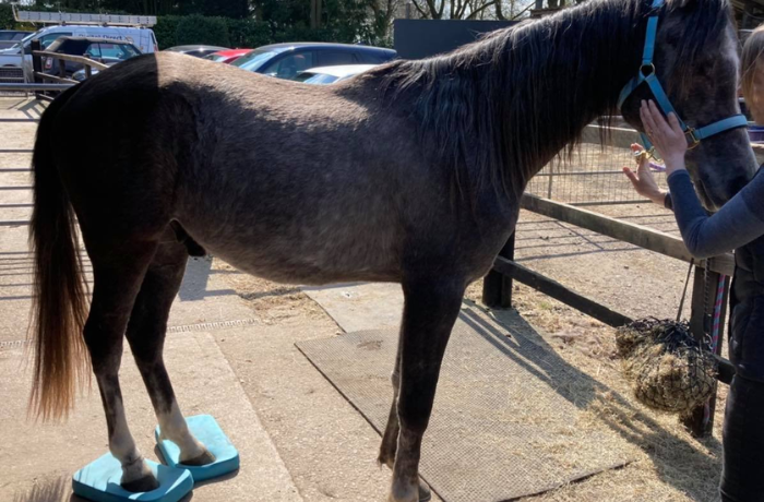 Grey horse standing on four blue foam balance pads while a handler supervises the therapy