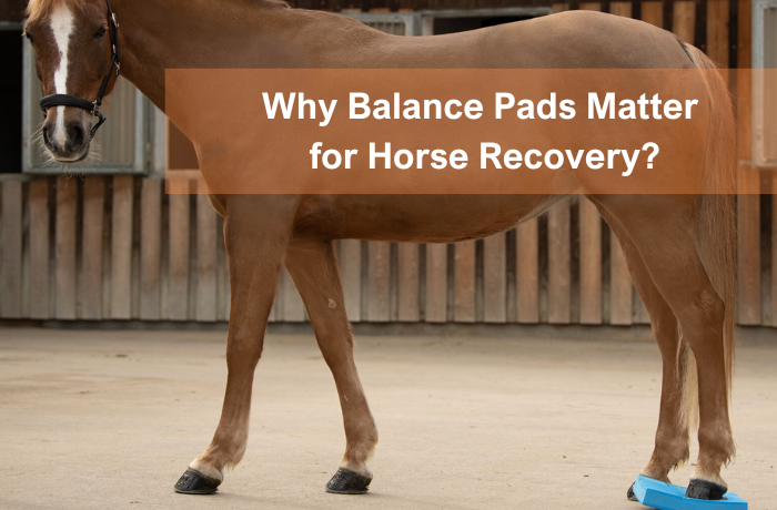 Chestnut horse standing with one hind hoof on a blue balance pad during an outdoor rehab session