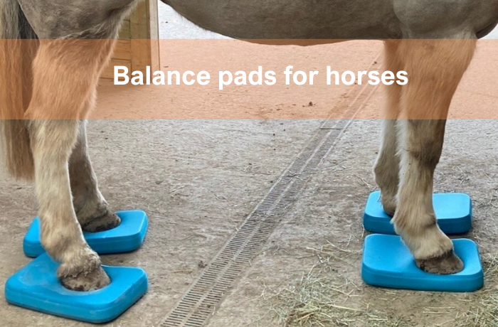 Horse standing on four blue balance pads to improve stability and posture