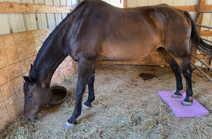 Bay horse in a stall resting both front hooves on a purple balance pad while eating hay

